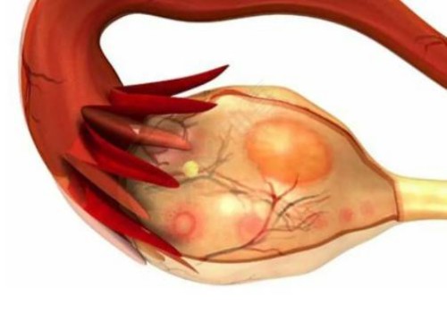 幫助卵泡天然發(fā)育的食物有哪些？這些促排食物千萬(wàn)別錯(cuò)過(guò)